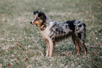 Australian Shepherd Dog