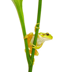 Naklejka premium Tree frog on a plant