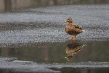 The wild duck on a frozen lake. Background for desing.