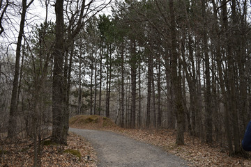 Fototapeta premium Forest - Nature