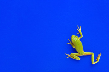 Green tree frog