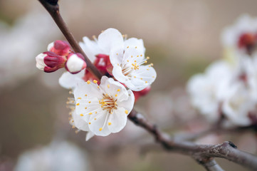 appricot blossom
