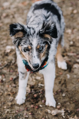 Australian Shepherd Puppy