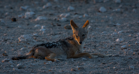 Namibia, Jackal, Etoscha