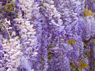 Flores y plantas de jardín
