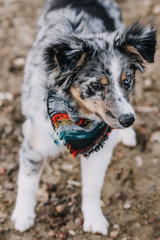 Australian Shepherd Puppy