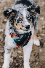 Australian Shepherd Puppy