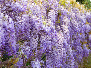 Flores y plantas de jardín