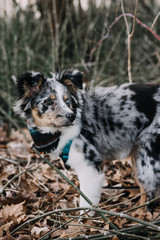 Australian Shepherd Puppy