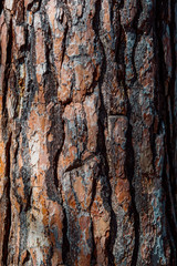 The texture of the tree bark. Pine. Background
