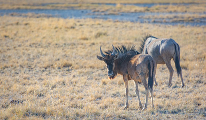 Namibia, Wildebeest, Etosha