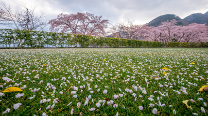 Fototapeta na wymiar Pink flowers or cherry blossom and tree,Cherry blossom petals on green grass ground