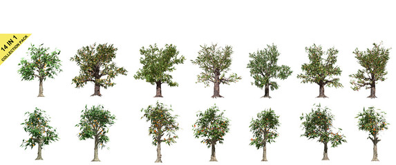 3D rendering - 14 in 1 collection tree of  plants  isolated over a white background use for natural poster or  wallpaper design, 3D illustration Design.