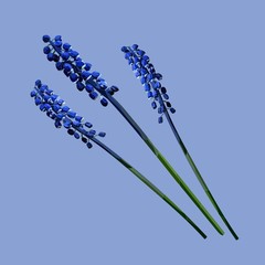 muscari flowers realistic vector art set, idea for vintage card