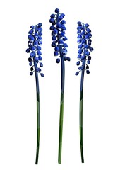 muscari flowers realistic vector art set, idea for card