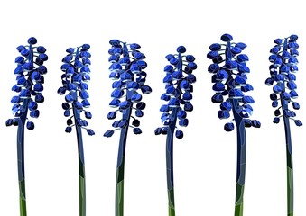 muscari flowers realistic vector art set on a white background