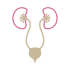 Urinary system graphic icon. Human organs: kidneys, ureters and bladder sign. Urological symbol isolated on white background. Vector illustration