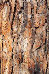 The texture of the tree bark. Pine. Background