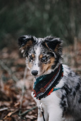 Australian Shepherd Puppy