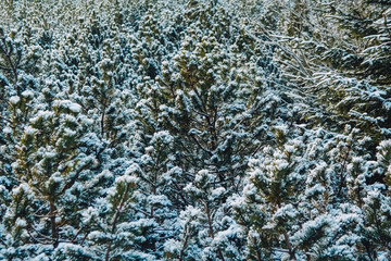 On the green branches of spruce or pine is beautiful white snow. In the foreground a few branches of pine or spruce. In the background snow in the woods. Festive, Christmas mood. The sun is shining