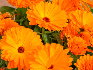 Floración primaveral en la zona del mediterráneo