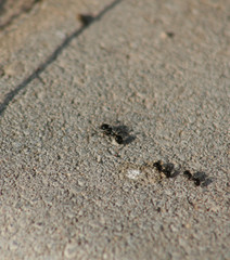 ANTS ON THE GROUND