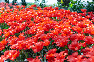 Picturesque red coral tulips fresh flowers at a blurry soft focus background close up bokeh