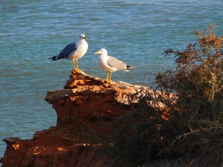 Two seagulls on a sea rock