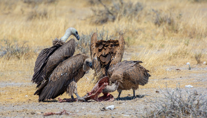 Namibia, Vultures eating, Etoscha, desert