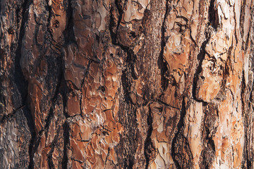 The texture of the tree bark. Pine. Background