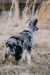 Australian Shepherd Puppy