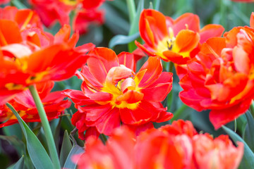 Picturesque red coral tulips fresh flowers at a blurry soft focus background close up bokeh