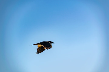 Bird Magpie sitting on a hill in nature, in the spring, among the dry yellow vegetation. Black and white coloring of a flying animal. Seasonal animalism.