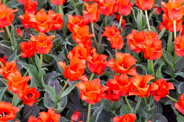 Obraz premium Picturesque red coral tulips fresh flowers at a blurry soft focus background close up bokeh