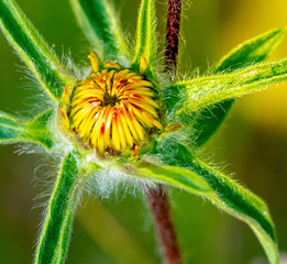 Close-up of petals before flowering of a yellow flower