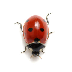 Ladybug isolated on white