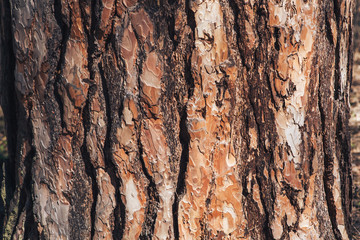 The texture of the tree bark. Pine. Background