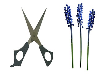 Scissors and muscari flower vector art. Realistic garden set. Vintage and retro style
