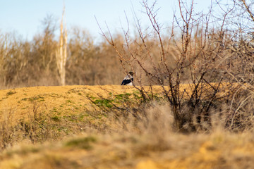 Bird Magpie sitting on a hill in nature, in the spring, among the dry yellow vegetation. Black and white coloring of a flying animal. Seasonal animalism.
