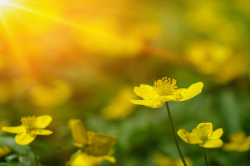 field of spring flowers