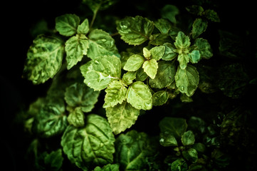 Pogostemon cablin patchouli plant leaves in morning light with deep shadows and rain drops, stylized and desaturated. Member of the mint/ deadnettle family. Used in aromatherapy, perfume, and incense.