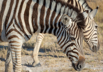 Fototapeta na wymiar Namibia, Zebra, Etoscha 