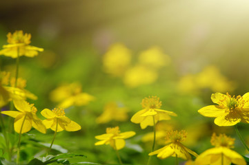 field of spring flowers