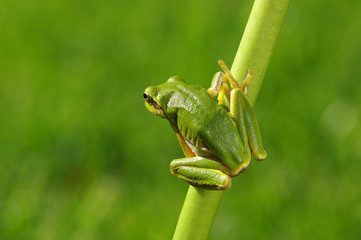 Green tree frog on grass