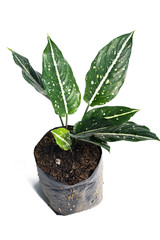 Green of beautiful potted Aglaonema Costatum plants with white background
