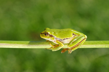 Frog on green background