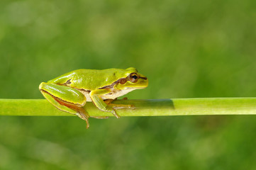 Frog on green background