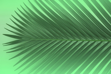 Obraz premium Creative tropical in Phuket Thailand green leaves layout. Nature spring concept. Flat lay.