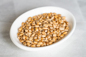 Wheat grains on a white plate