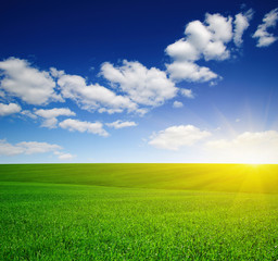 Green meadow and sun.